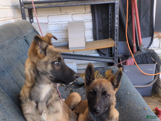 Mixed Breed dogs Stacy - Ad 29