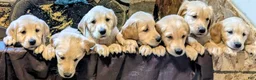 Golden Retriever dogs for sale: Maple - Ad 5