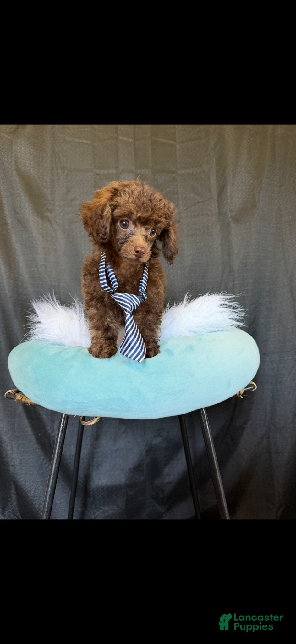 Toy Poodle dogs Akc Luke 💙 - Ad 18
