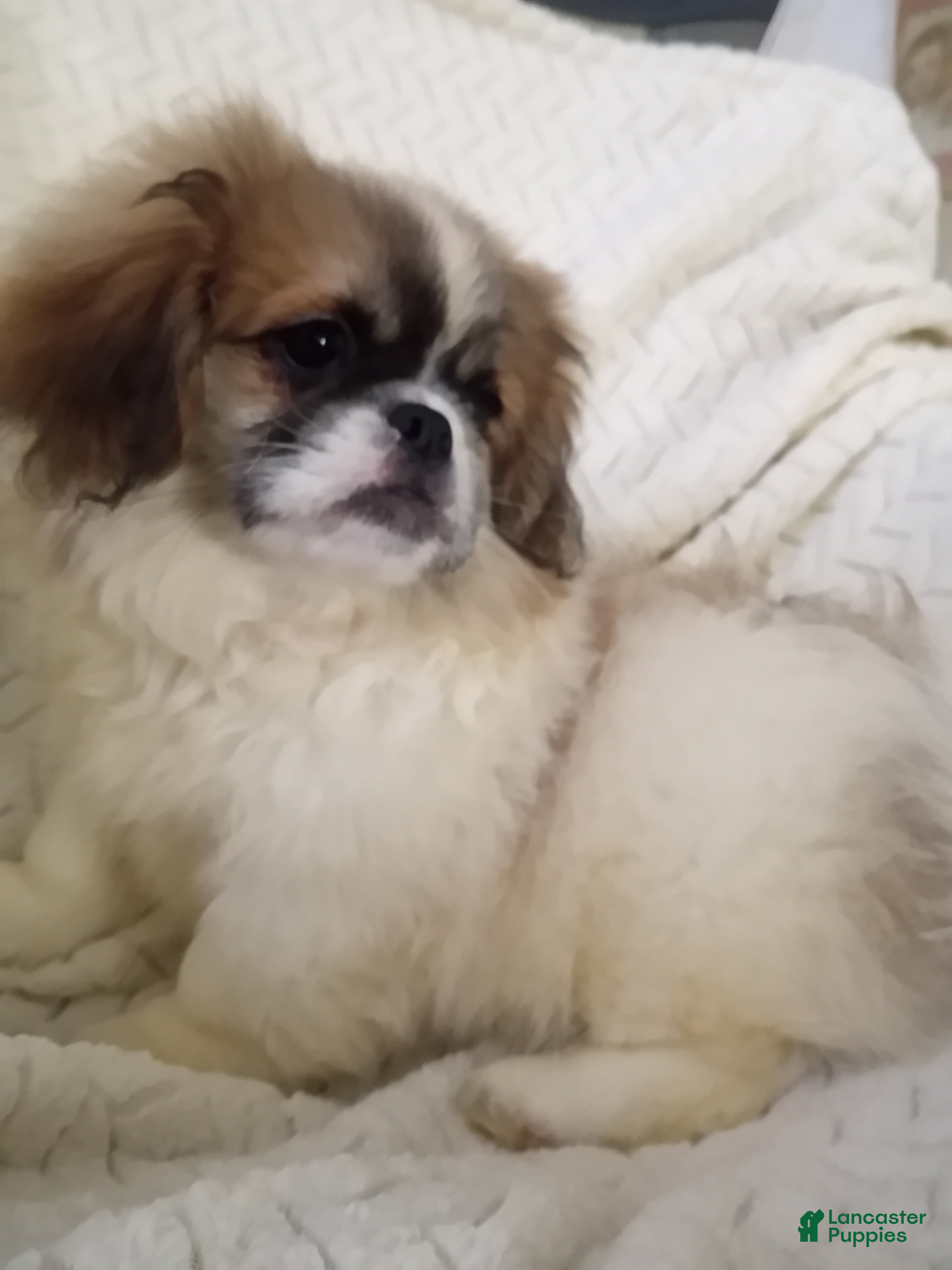 Pekingese dogs Tao - Ad 1