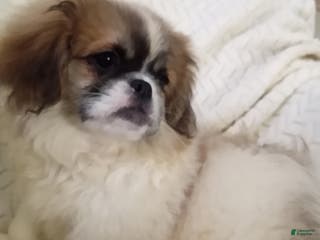 Pekingese dogs Tao - Ad 2