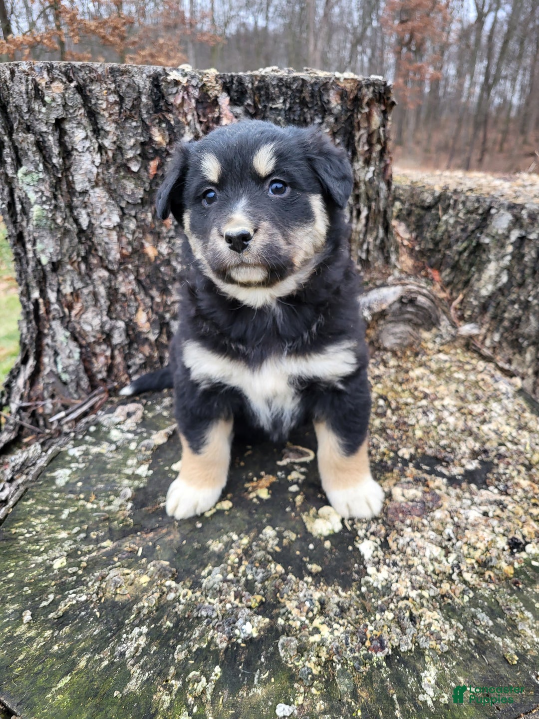 Mixed Breed dogs for sale: Lori - Ad 1