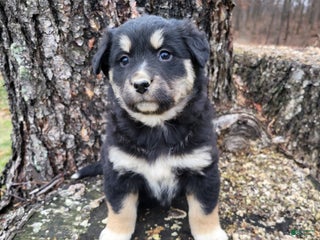 Mixed Breed dogs Lori - Ad 23