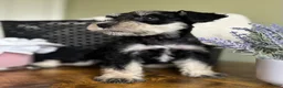 Miniature Schnauzer dogs for sale: Roxy - Ad 4