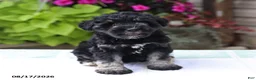 Miniature Schnauzer dogs for sale: Perlie - Ad 4