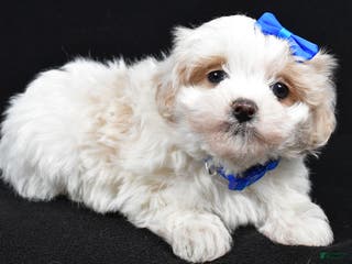 Maltipoo dogs Joey - Ad 7