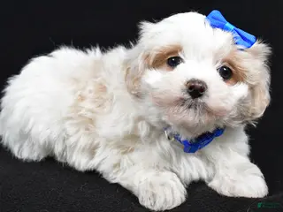 Maltipoo dogs Joey - Ad 32