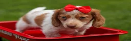 Miniature Dachshund dogs for sale: OSCAR - Ad 4