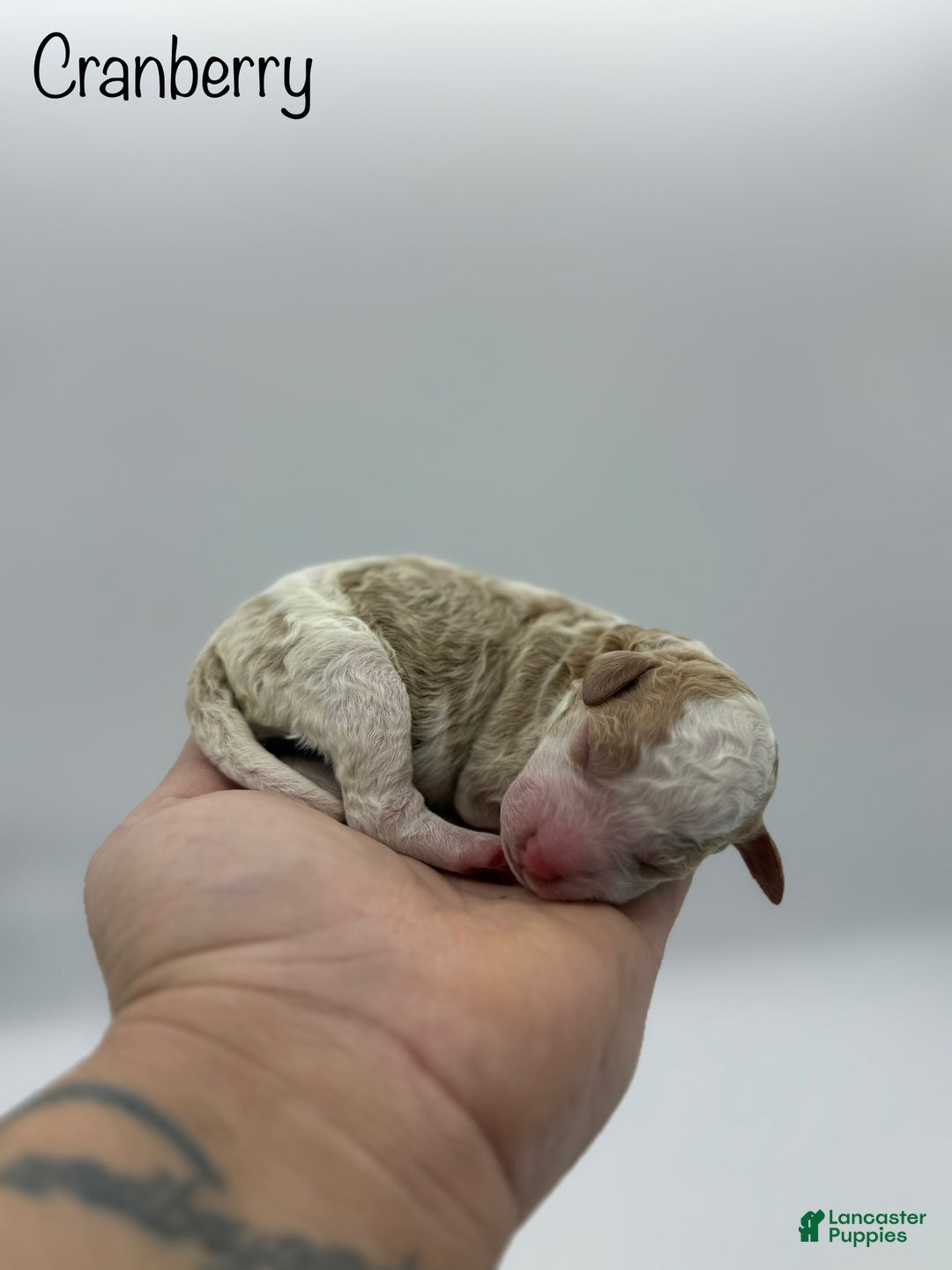 Miniature Poodle dogs for sale: Cranberry - Ad 3