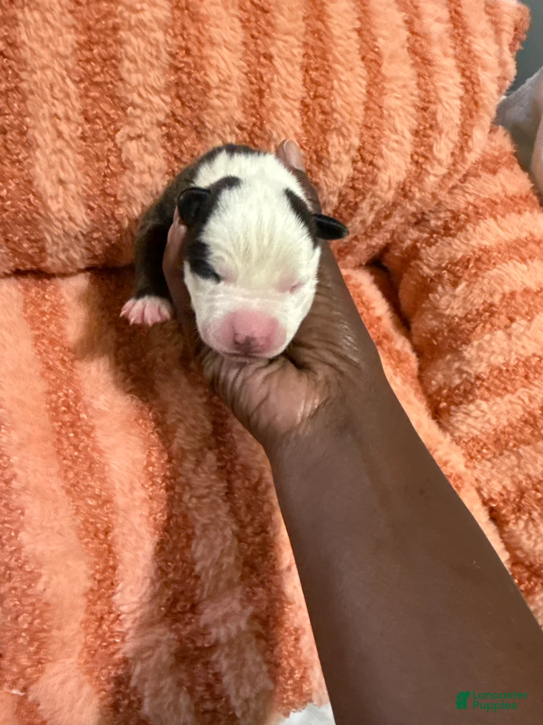 Canaan Dog dogs for sale: Canaan Dog Puppy 3 - Ad 1