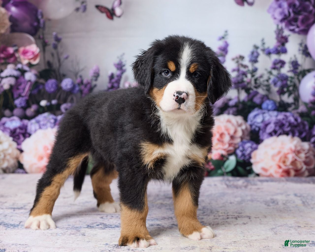 Bernese Mountain Dog dogs Mason - Ad 2
