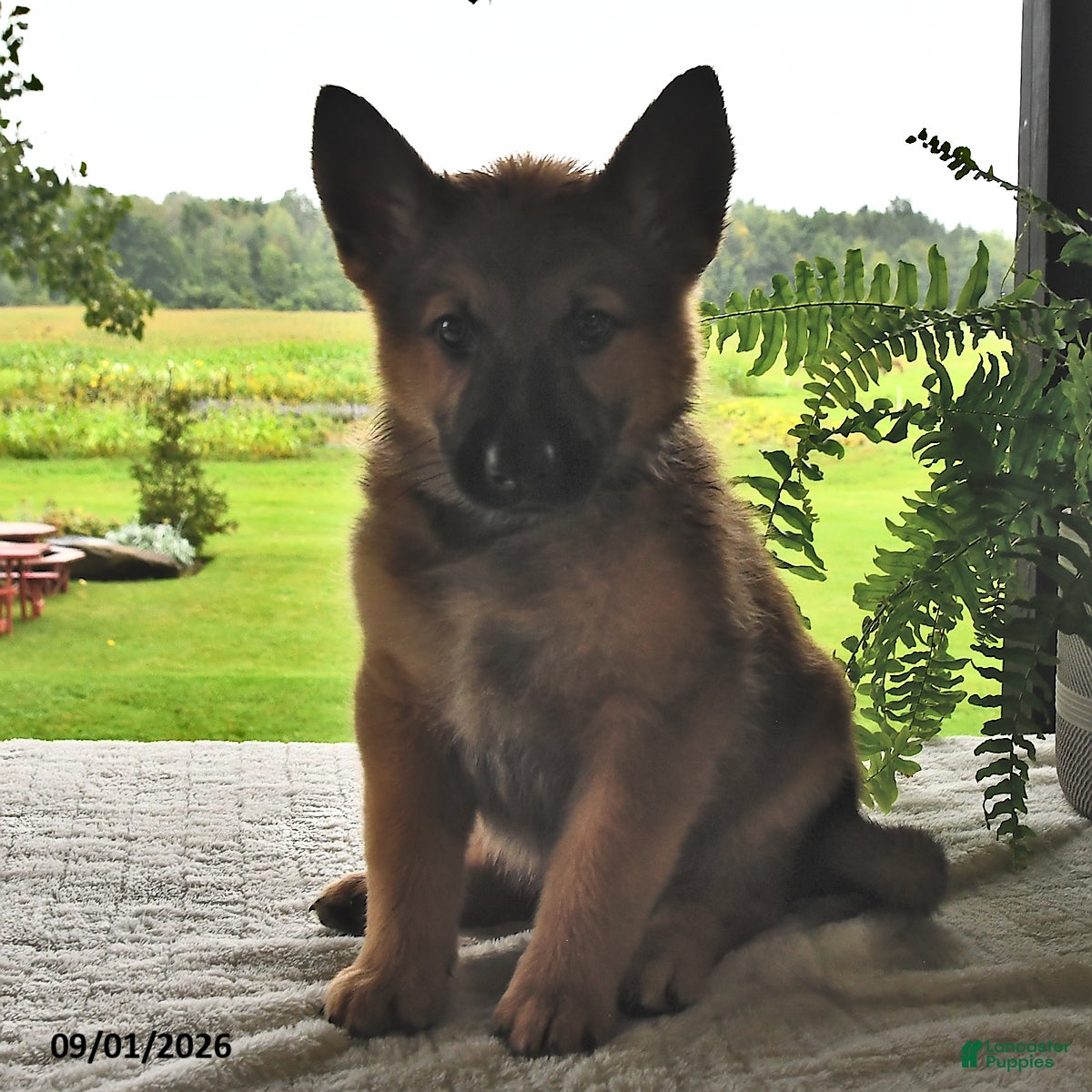 Mixed Breed dogs Baxter - Ad 1