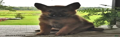 Baxter
