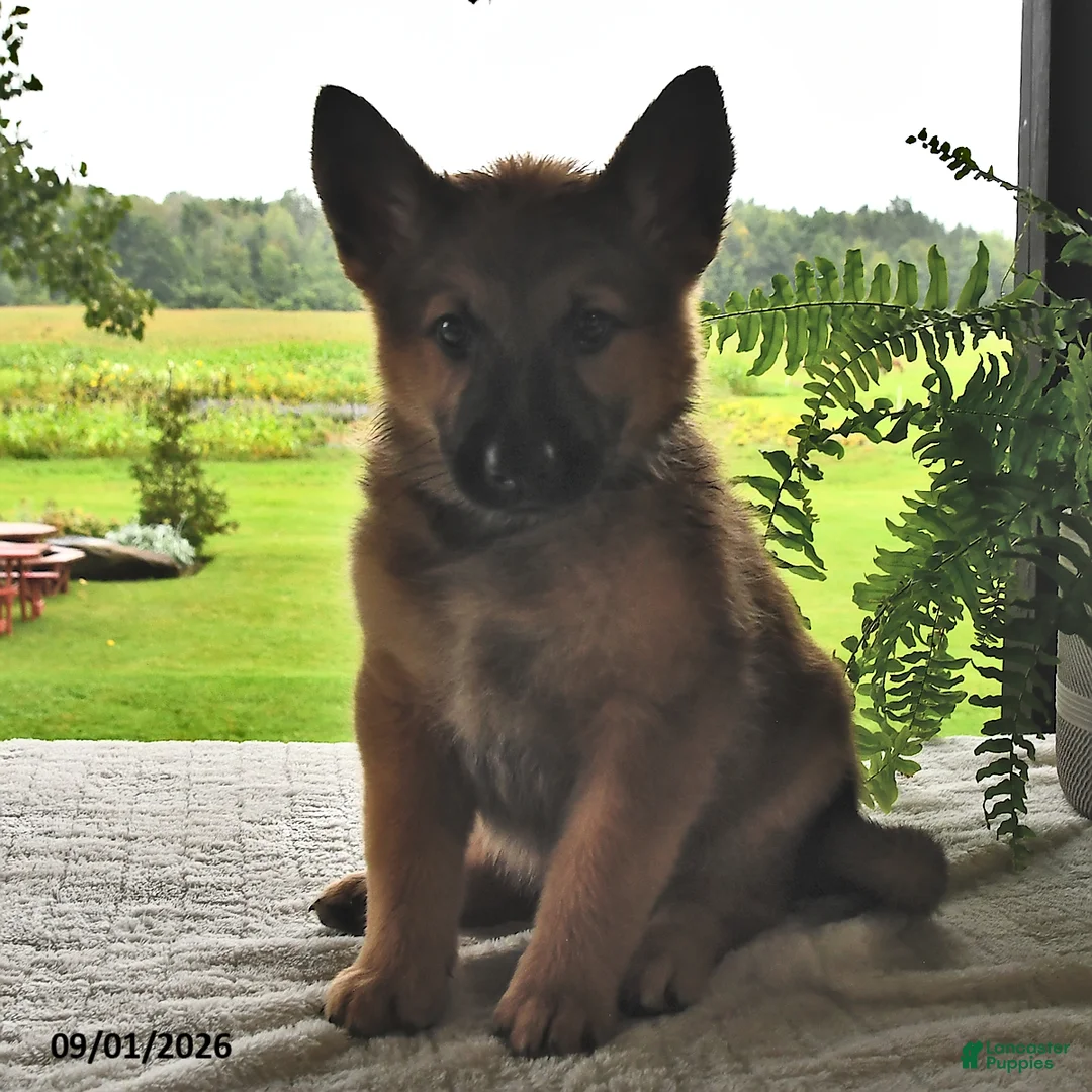 Mixed Breed dogs for sale: Baxter - Ad 1