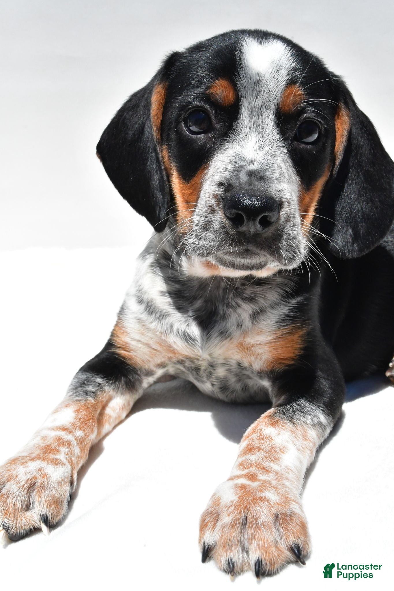Beagle dogs Roger - Ad 1
