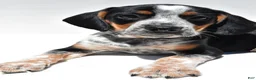 Beagle dogs for sale: Roger - Ad 1