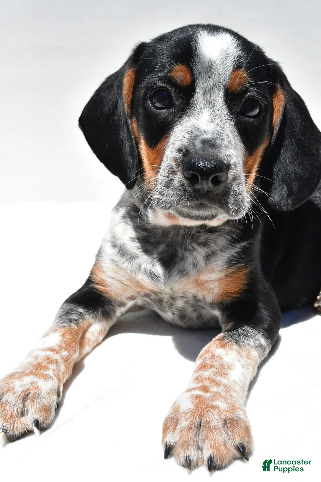 Beagle dogs for sale: Roger - Ad 1
