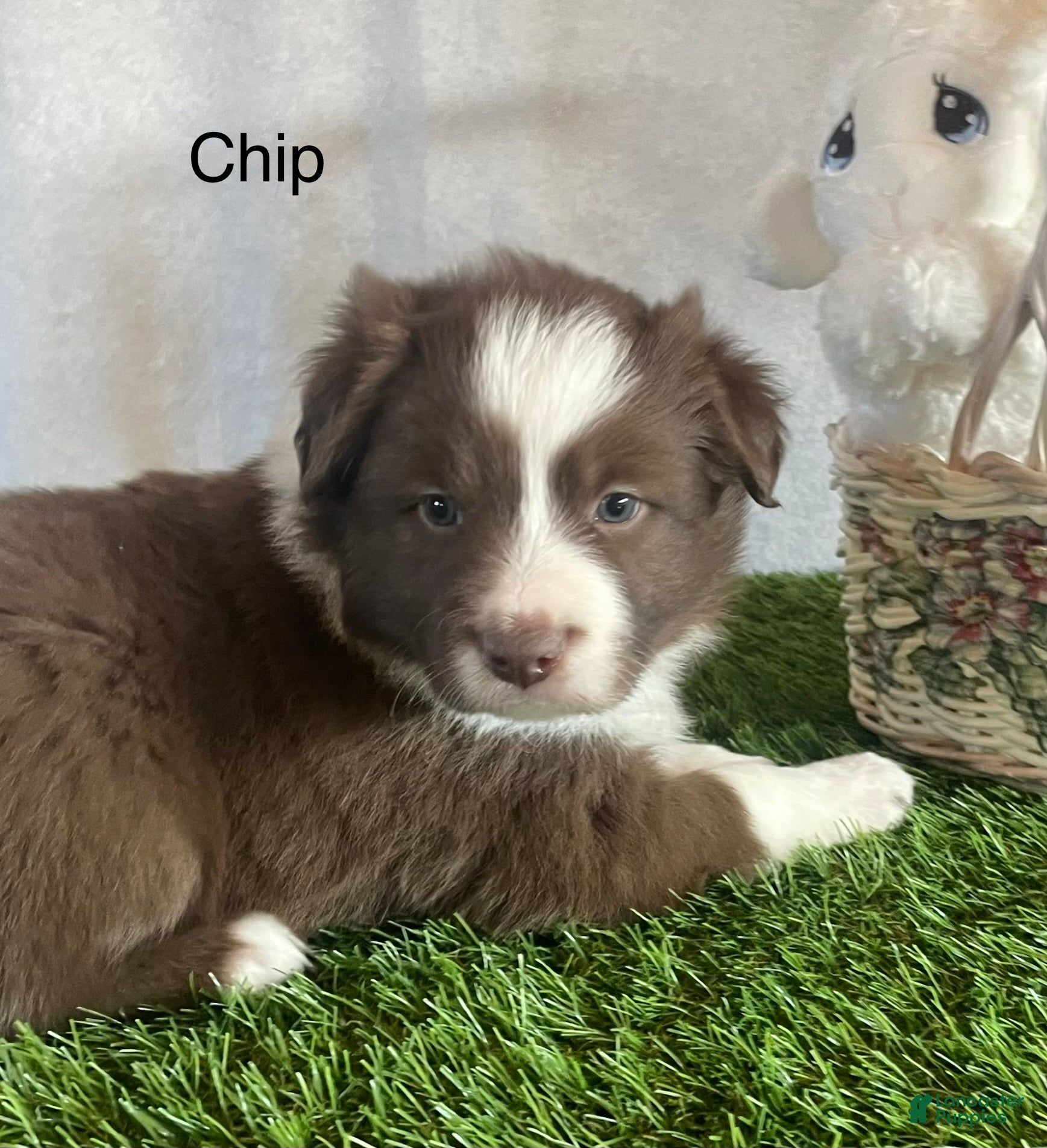 Border Collie dogs Border Collie Puppy 1 Chip - Ad 2