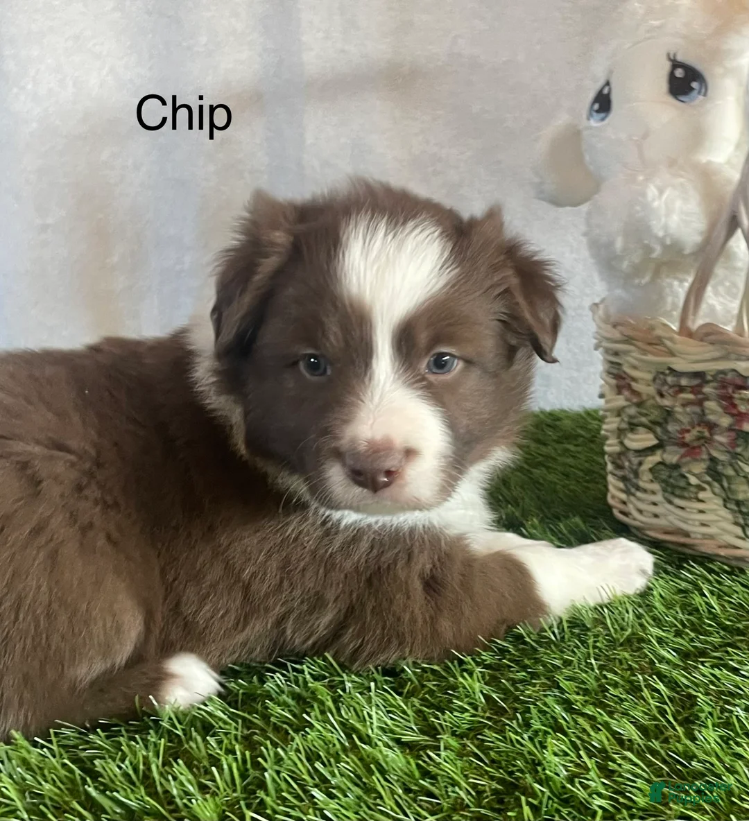 Border Collie dogs for sale: Border Collie Puppy 1 Chip - Ad 2