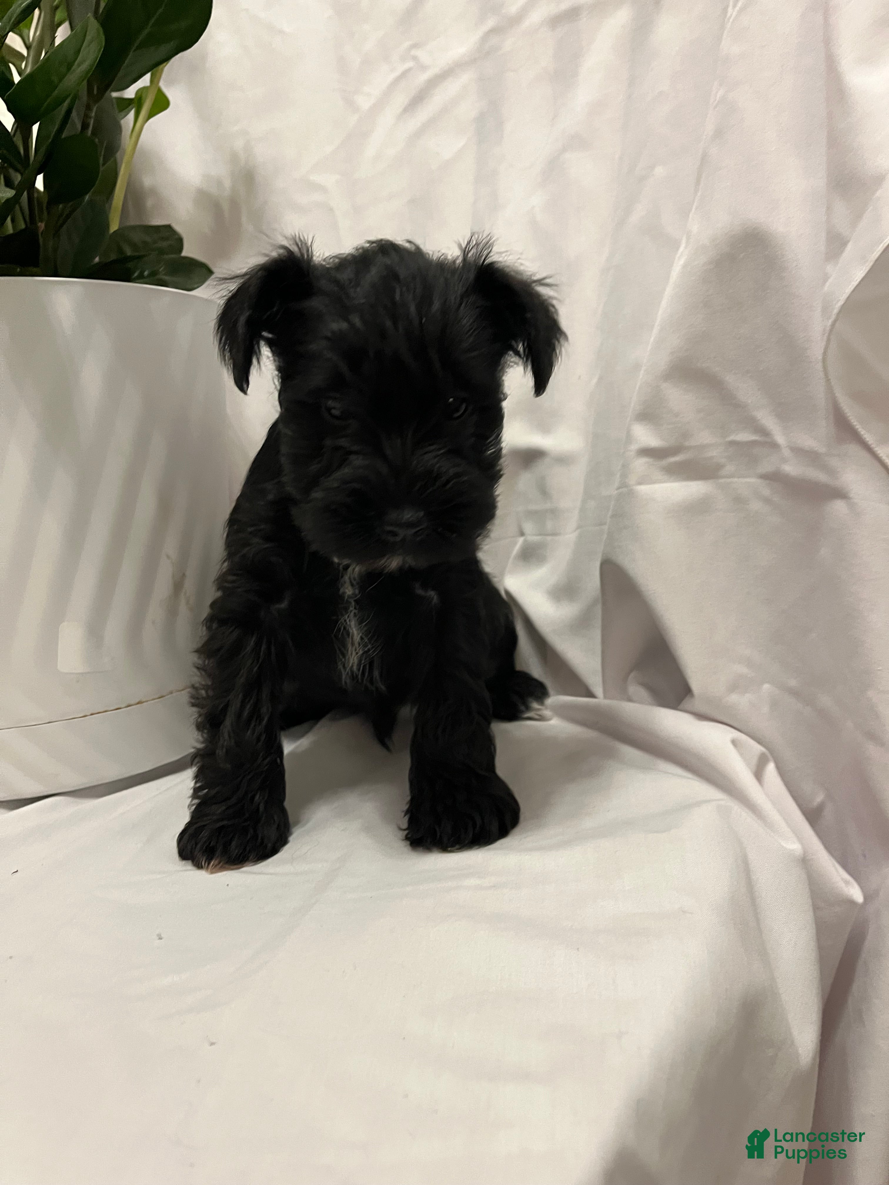 Miniature Schnauzer dogs Miniature Schnauzer Puppy 6 - Ad 41