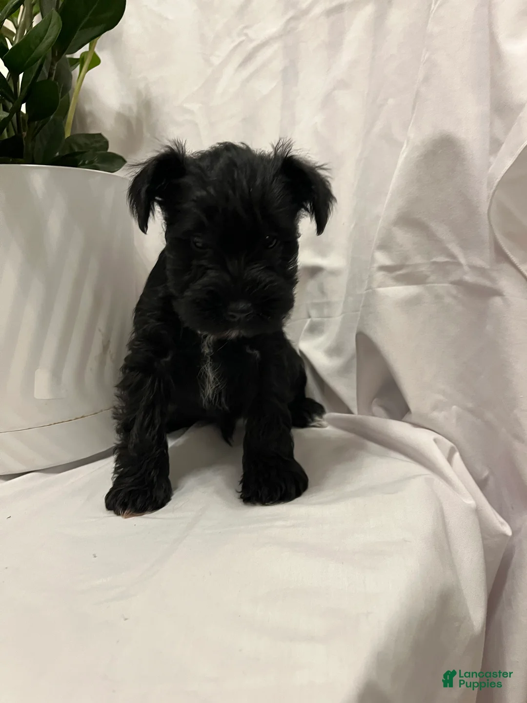 Miniature Schnauzer dogs for sale: Miniature Schnauzer Puppy 6 - Ad 1