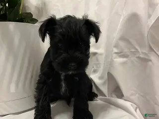 Miniature Schnauzer dogs Miniature Schnauzer Puppy 6 - Ad 41