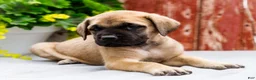 English Mastiff dogs for sale: Morris - Ad 3
