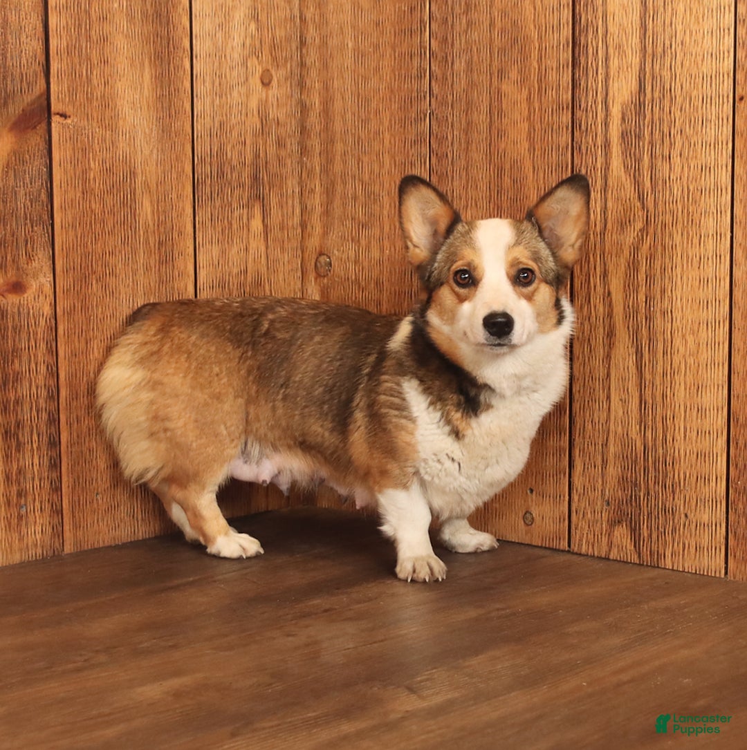 Mixed Breed dogs for sale: Lance  - Ad 6