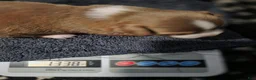 Chihuahua dogs for sale: Magic  - Ad 3