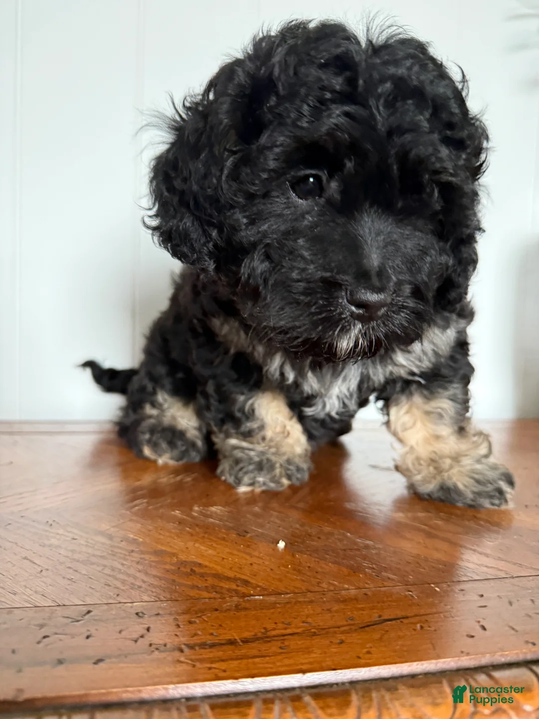 Mini Bernedoodle dogs for sale: Rosie - Ad 2