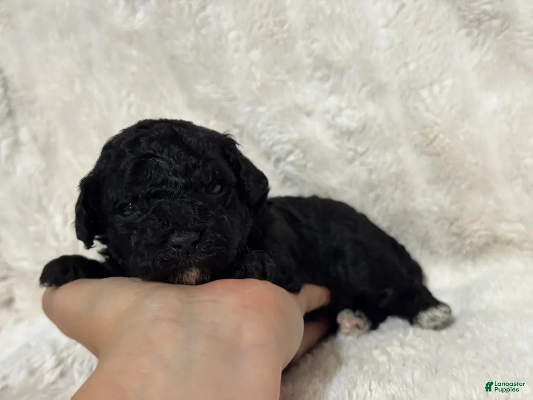 Toy Poodle dogs for sale: Lovey  - Ad 2