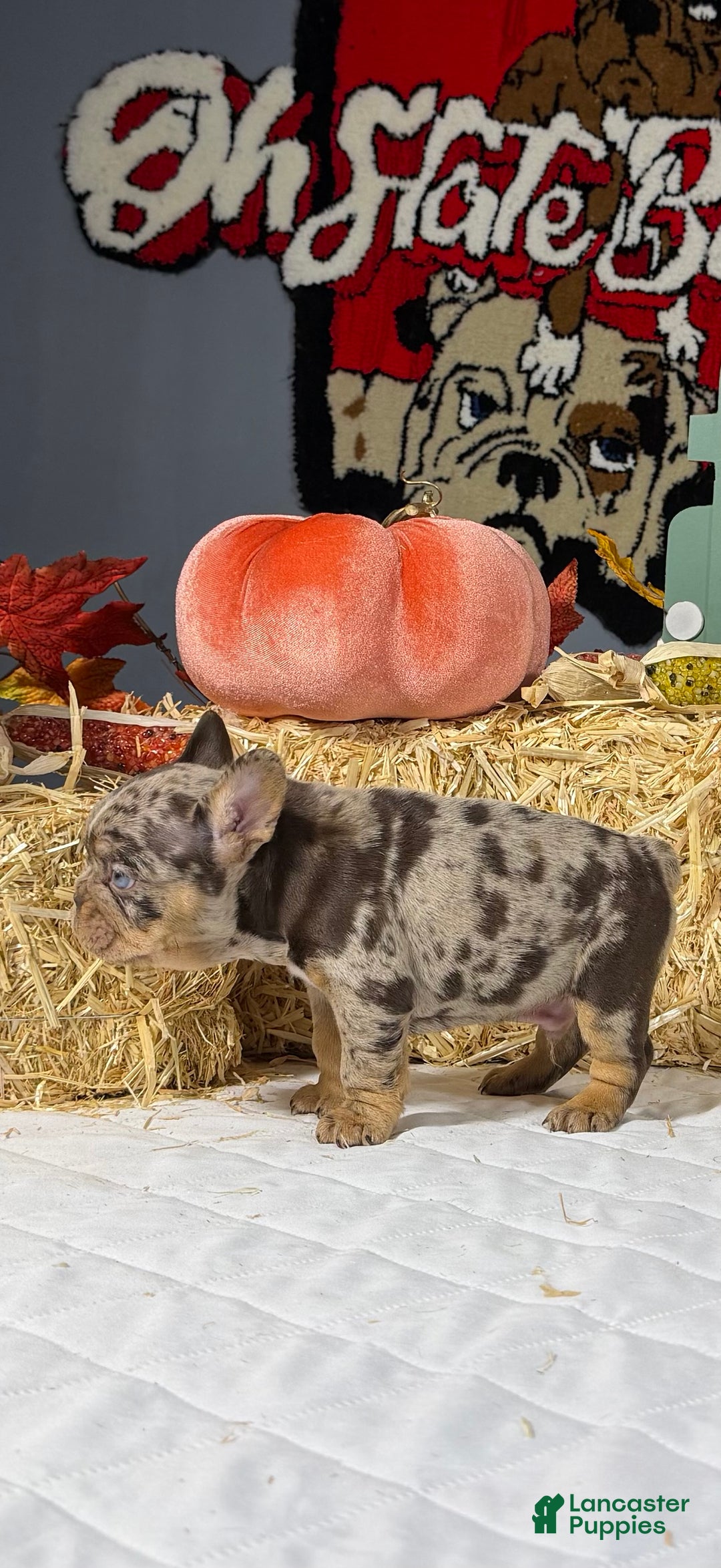 French Bulldog dogs for sale: Rocky - Ad 2