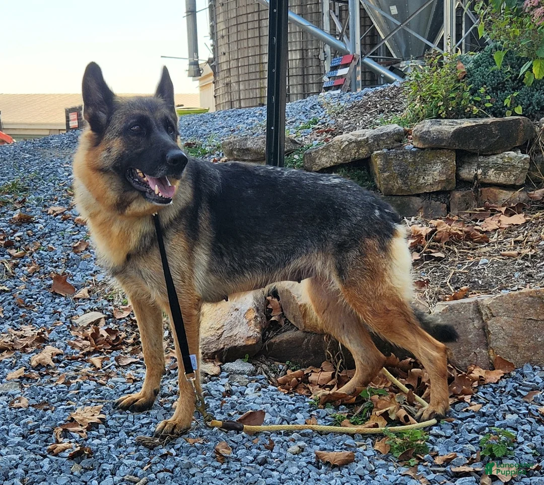 German Shepherd dogs for sale: German Shepherd Puppy 1 - Ad 1