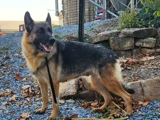 German Shepherd dogs German Shepherd Puppy 1 - Ad 31