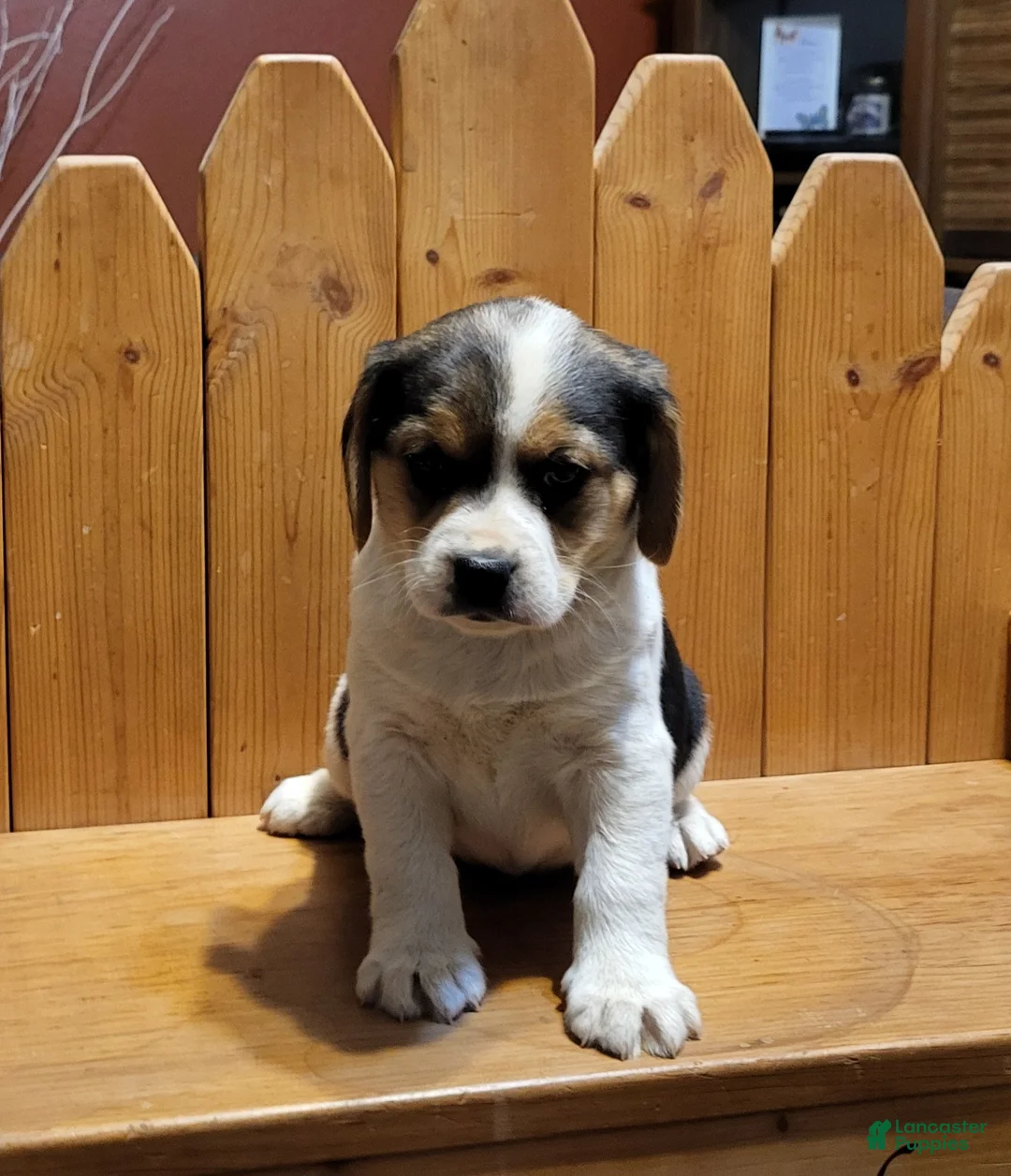 Puggle dogs for sale: Sadie - Ad 3