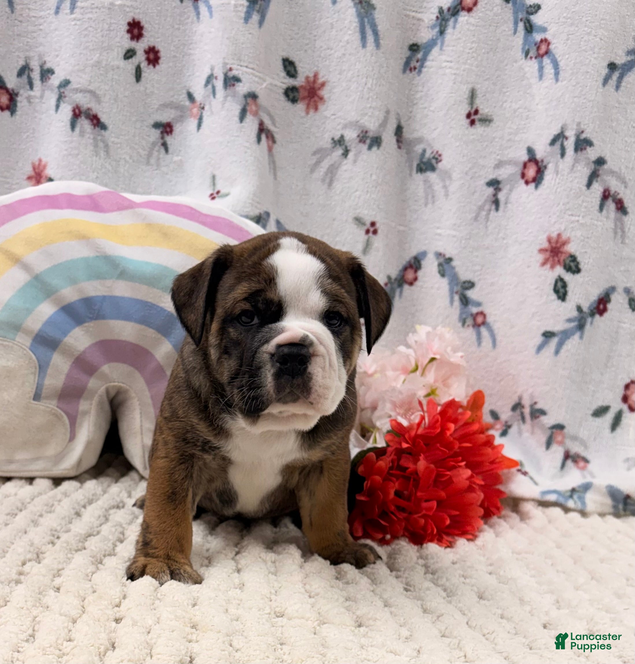 English Bulldog dogs Lance - Ad 1