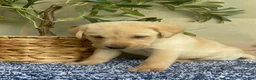 Labrador Retriever dogs for sale: Green - Ad 3