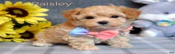 Maltipoo dogs for sale: Paisley  - Ad 2