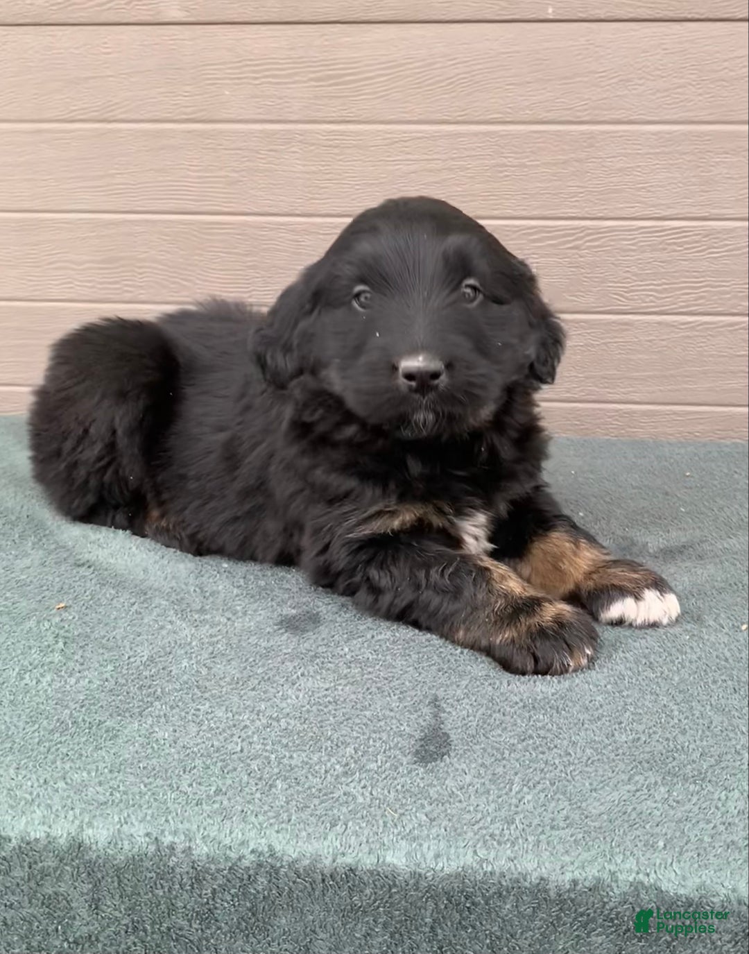 Aussiedoodle dogs for sale: Rascal - Ad 5