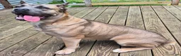 Cane Corso dogs for sale: Cane Corso 2 - Ad 6
