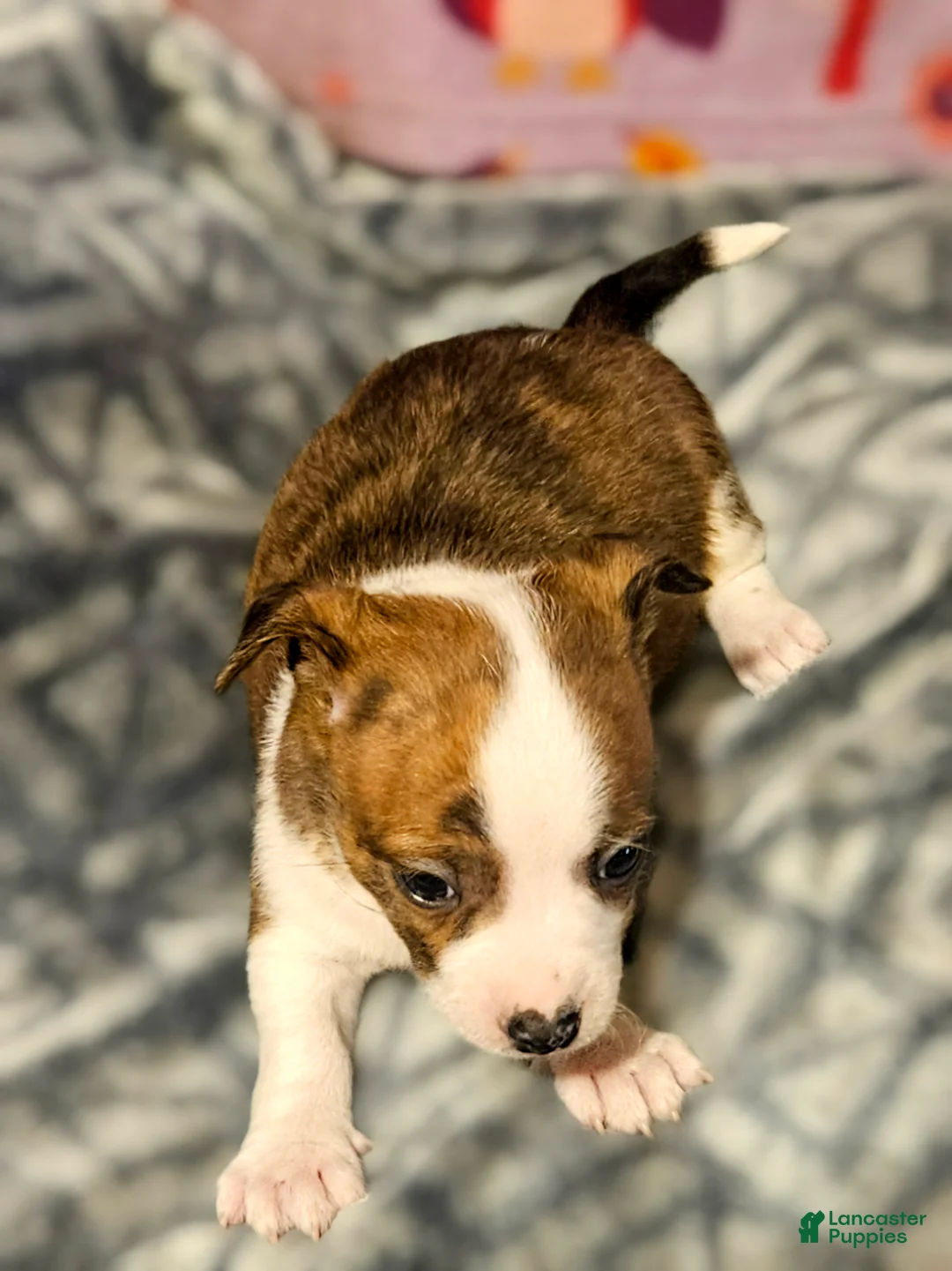 Chihuahua dogs for sale: Charley (Small to T-Cup) - Ad 2