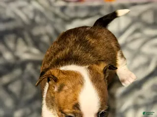 Chihuahua dogs Charley - Ad 22