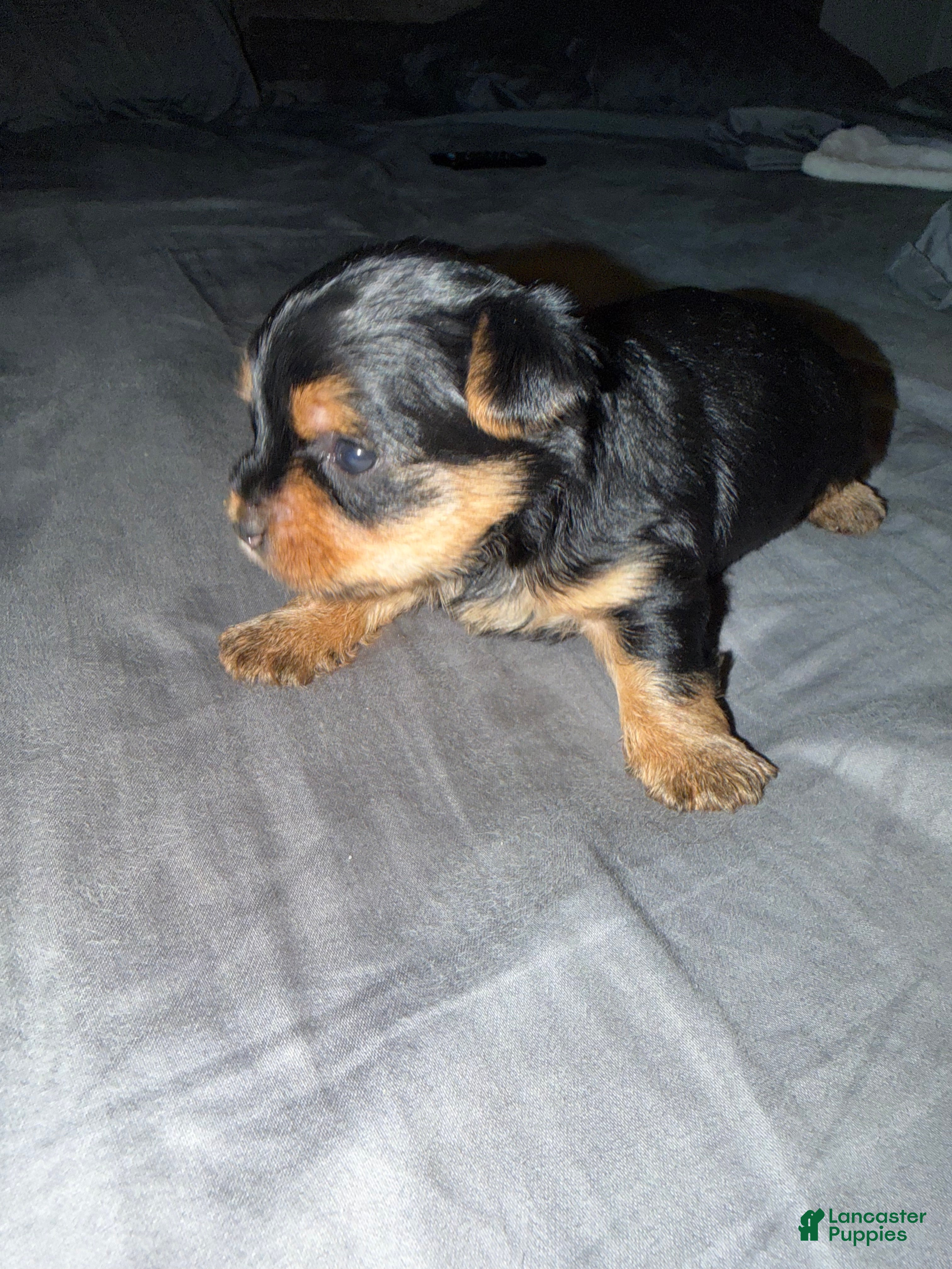 Yorkshire Terrier dogs Yorkshire Terrier Puppy 3 - Ad 1