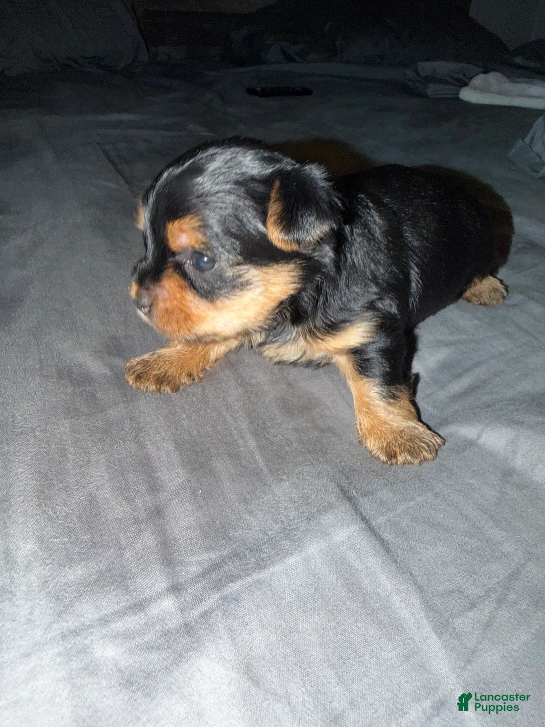 Yorkshire Terrier dogs for sale: Yorkshire Terrier Puppy 3 - Ad 1