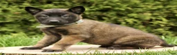 Belgian Malinois dogs for sale: Sienna  - Ad 3