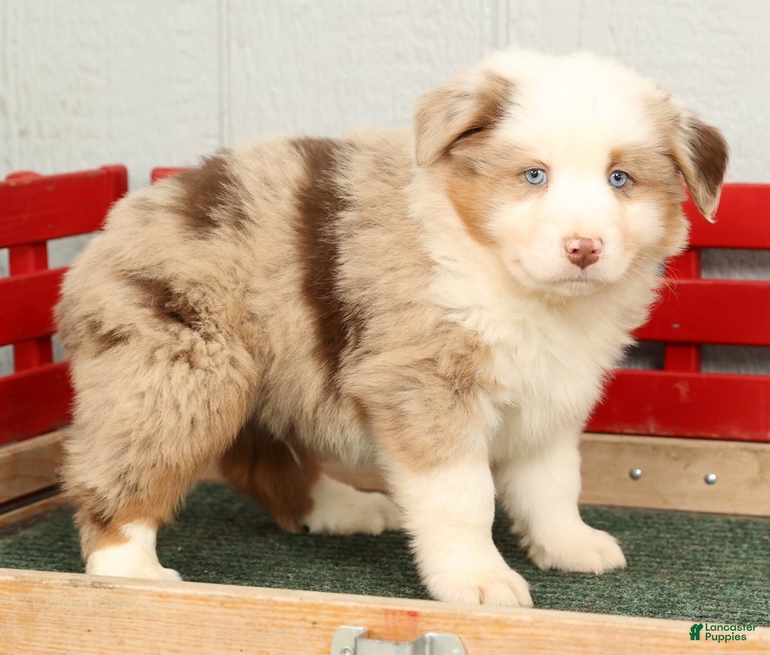 Australian Shepherd dogs for sale: Earl - Ad 5