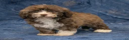 Havapoo dogs for sale: Bambi - Ad 8