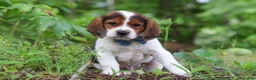 Beagle dogs for sale: Crew - Ad 1