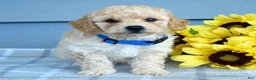 Bichpoo dogs for sale: Sammy - Ad 9