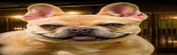 French Bulldog dogs for sale: Deuce - Ad 4